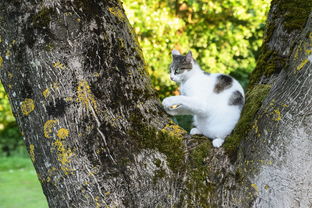 猫烧老鼠的游戏